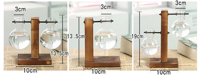 Hydroponic Plant Terrarium Vase